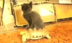 Acid Gifdump (25 gifs)