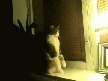Acid Gifdump (25 gifs)
