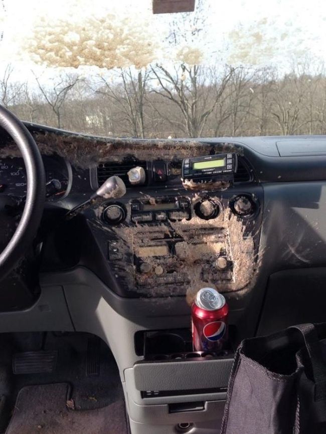 Can of Soda Inside a Frozen Car (3 pics)