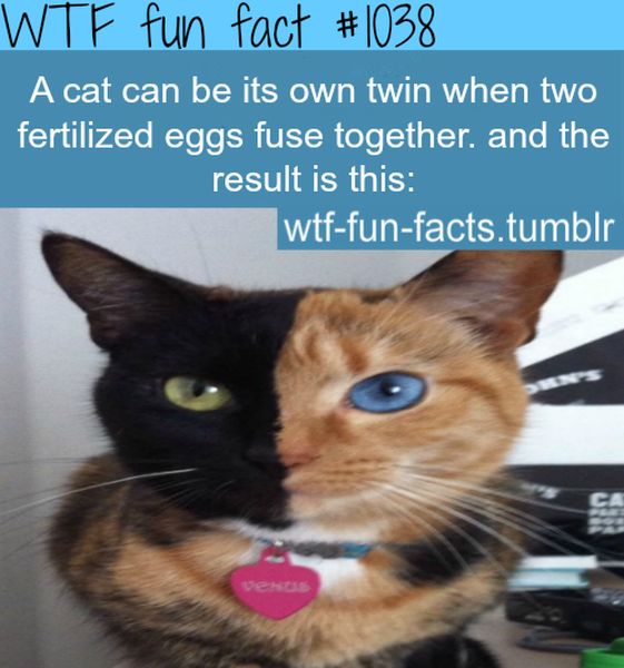 WTF Fun Facts (45 pics)