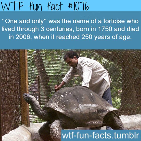 WTF Fun Facts (45 pics)