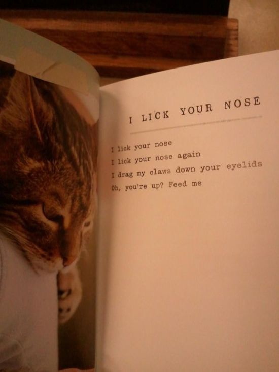 Poems by Cats (9 pics)