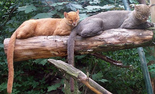 Photos of Wild Cat Jaguarundi (30 pics)