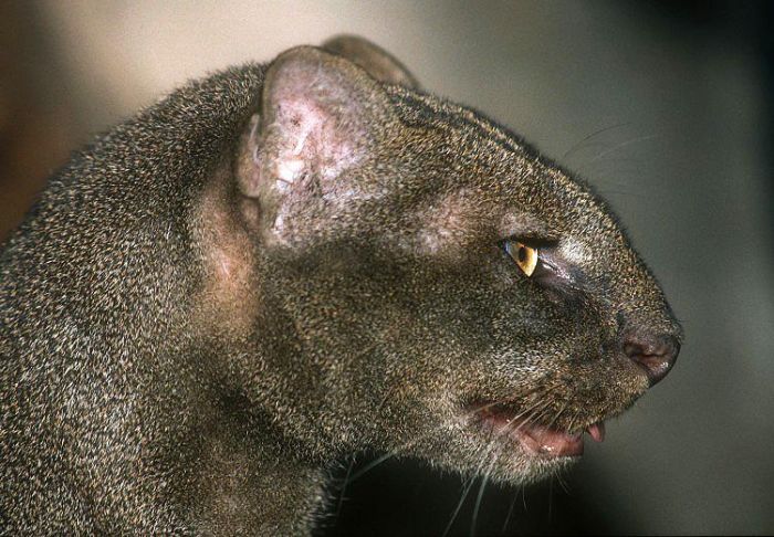 Photos of Wild Cat Jaguarundi (30 pics)