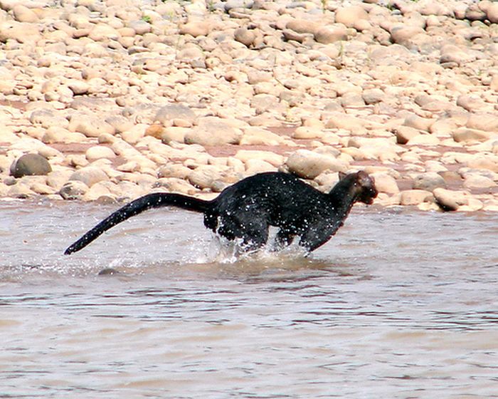 Photos of Wild Cat Jaguarundi (30 pics)