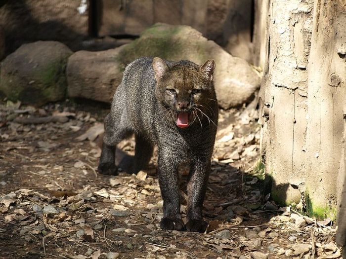 Photos of Wild Cat Jaguarundi (30 pics)