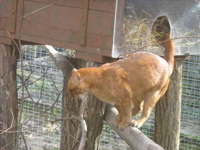 Photos of Wild Cat Jaguarundi (30 pics)