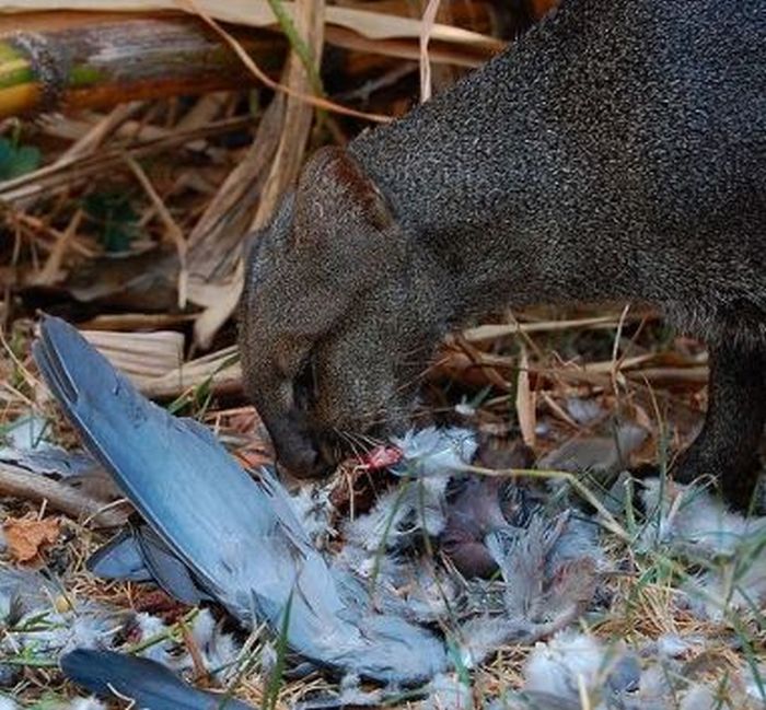 Photos of Wild Cat Jaguarundi (30 pics)