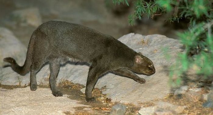 Photos of Wild Cat Jaguarundi (30 pics)