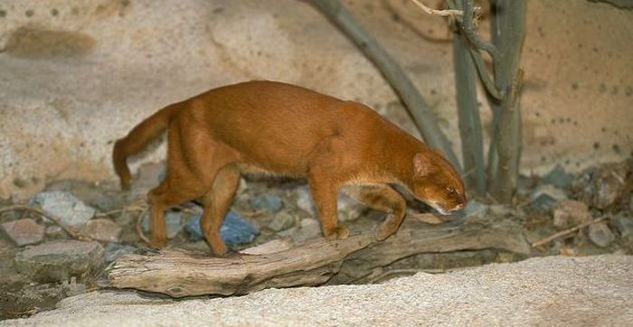 Photos of Wild Cat Jaguarundi (30 pics)