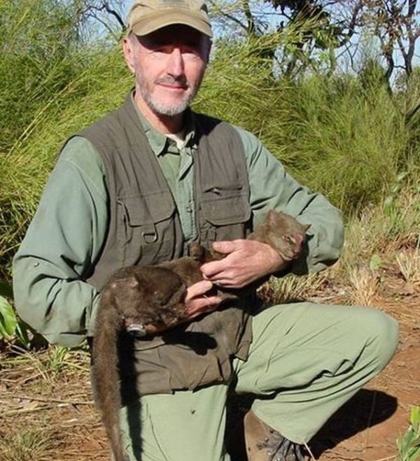 Photos of Wild Cat Jaguarundi (30 pics)