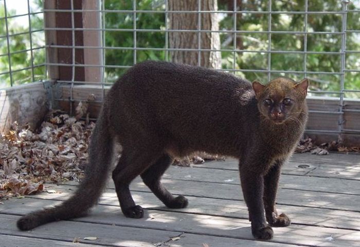 Photos of Wild Cat Jaguarundi (30 pics)