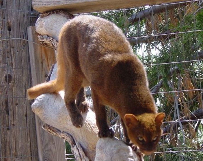 Photos of Wild Cat Jaguarundi (30 pics)