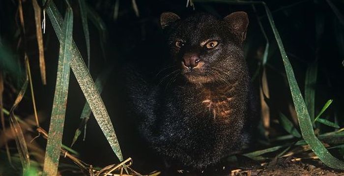 Photos of Wild Cat Jaguarundi (30 pics)