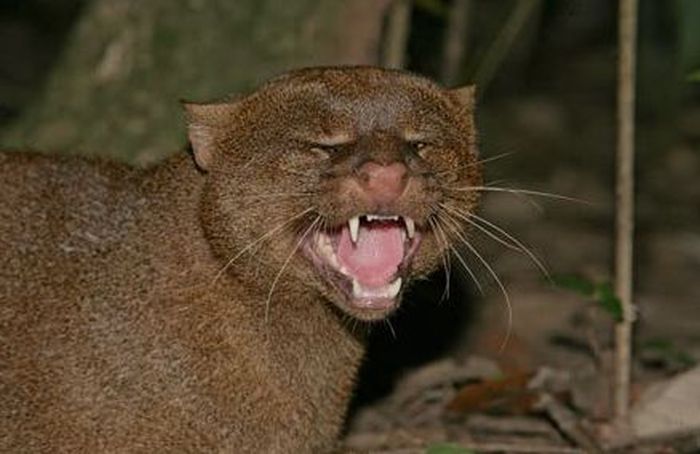 Photos of Wild Cat Jaguarundi (30 pics)