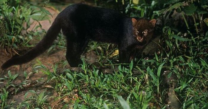 Photos of Wild Cat Jaguarundi (30 pics)