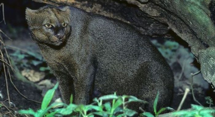 Photos of Wild Cat Jaguarundi (30 pics)