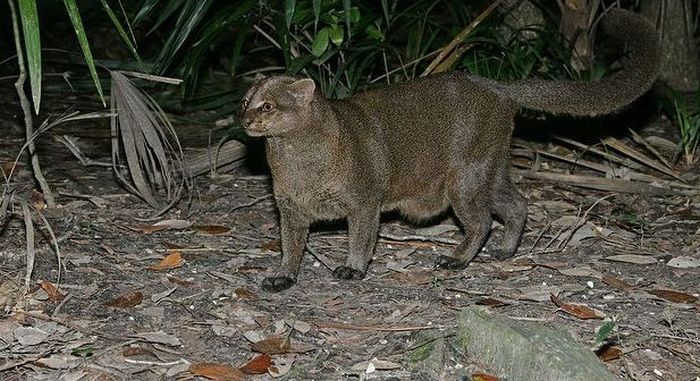 Photos of Wild Cat Jaguarundi (30 pics)