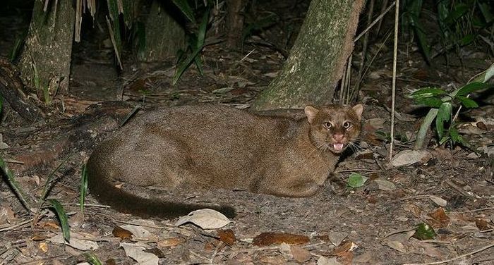 Photos of Wild Cat Jaguarundi (30 pics)