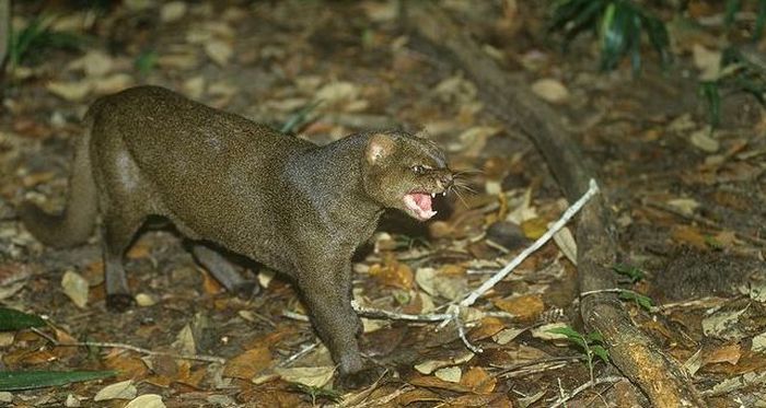 Photos of Wild Cat Jaguarundi (30 pics)