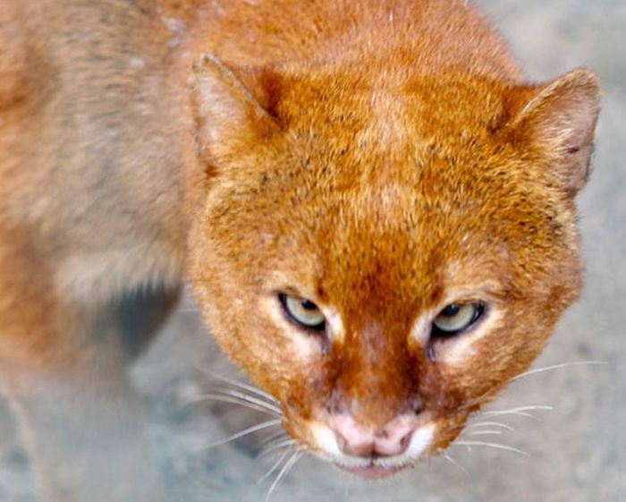 Photos of Wild Cat Jaguarundi (30 pics)