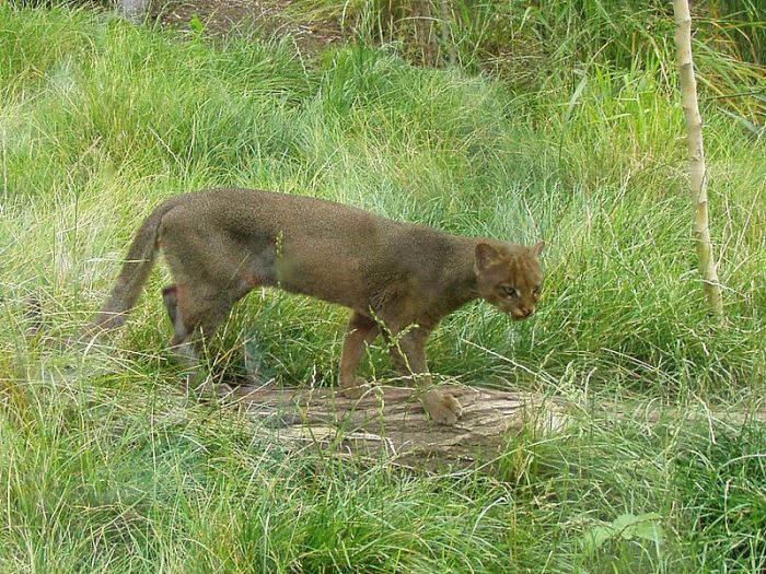 Photos of Wild Cat Jaguarundi (30 pics)