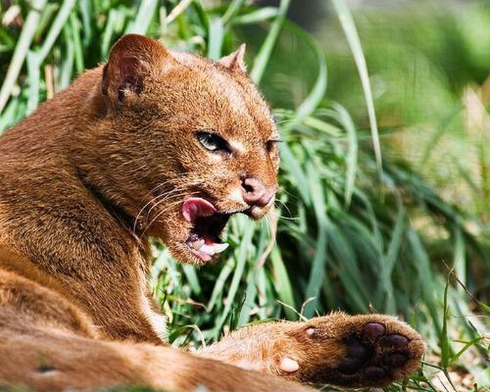 Photos of Wild Cat Jaguarundi (30 pics)