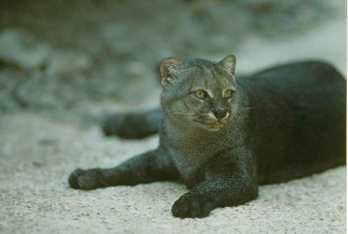 Photos of Wild Cat Jaguarundi (30 pics)