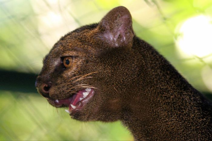 Photos of Wild Cat Jaguarundi (30 pics)