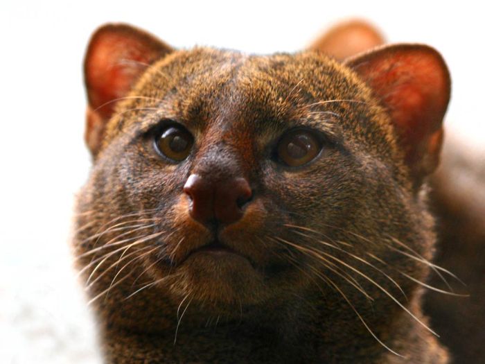 Photos of Wild Cat Jaguarundi (30 pics)