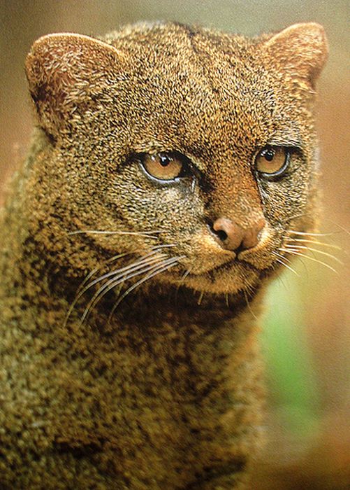 Photos of Wild Cat Jaguarundi (30 pics)