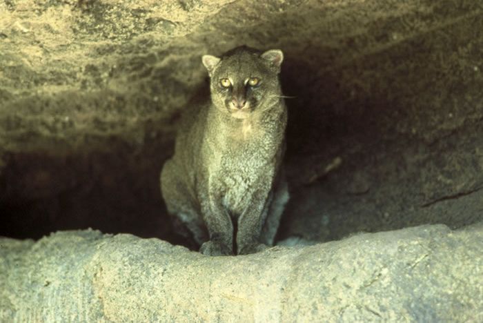 Photos of Wild Cat Jaguarundi (30 pics)