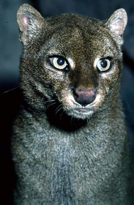 Photos of Wild Cat Jaguarundi (30 pics)