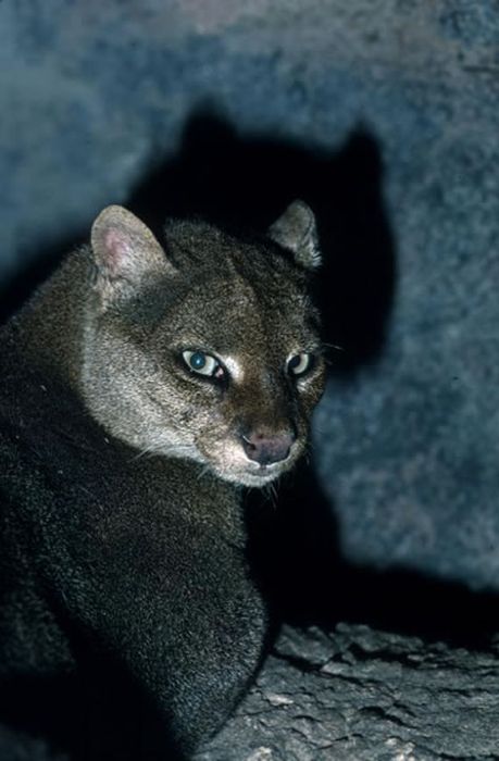 Photos of Wild Cat Jaguarundi (30 pics)