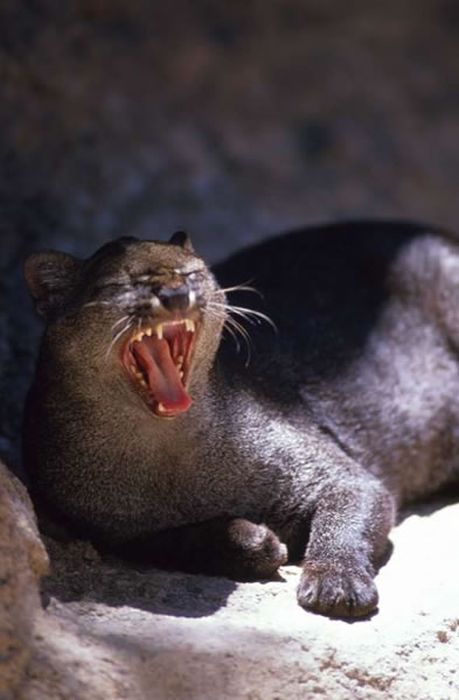 Photos of Wild Cat Jaguarundi (30 pics)