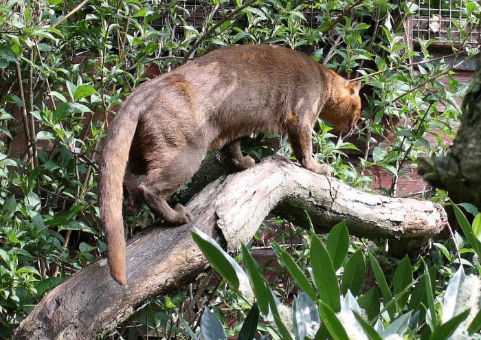 Photos of Wild Cat Jaguarundi (30 pics)