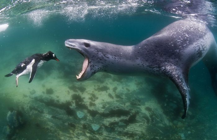 Leopard Seal Eats a Penguin (9 pics)
