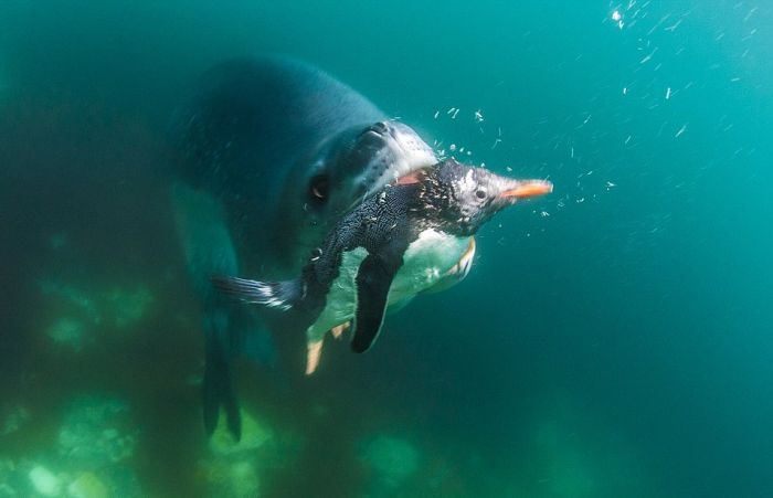 Leopard Seal Eats a Penguin (9 pics)