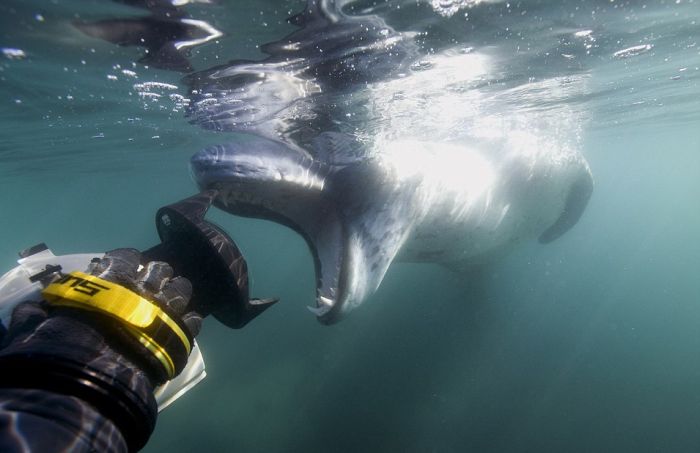 Leopard Seal Eats A Penguin 9 Pics 