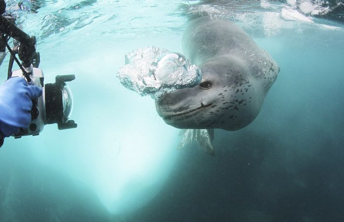 Leopard Seal Eats a Penguin (9 pics)