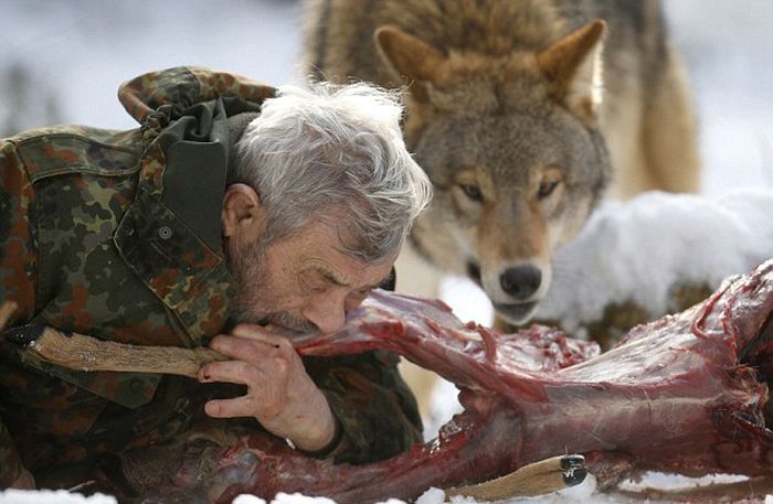 Dining with Wolves (15 pics)