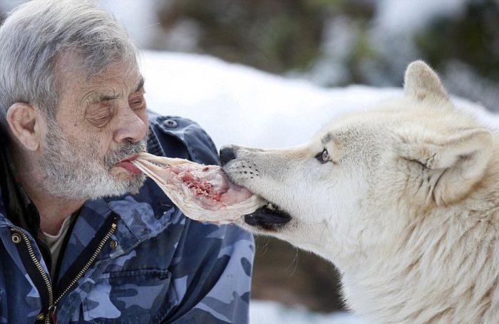 Dining with Wolves (15 pics)