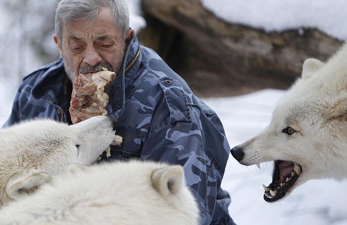 Dining with Wolves (15 pics)