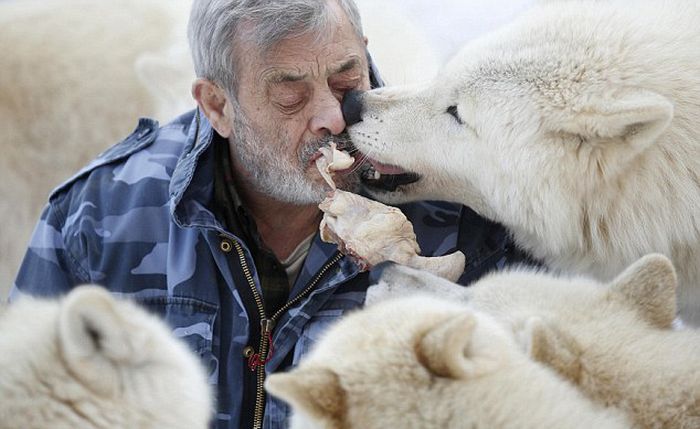 Dining with Wolves (15 pics)