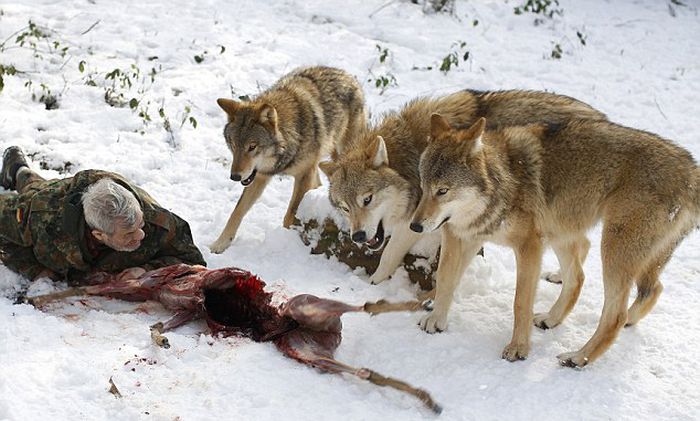 Dining with Wolves (15 pics)