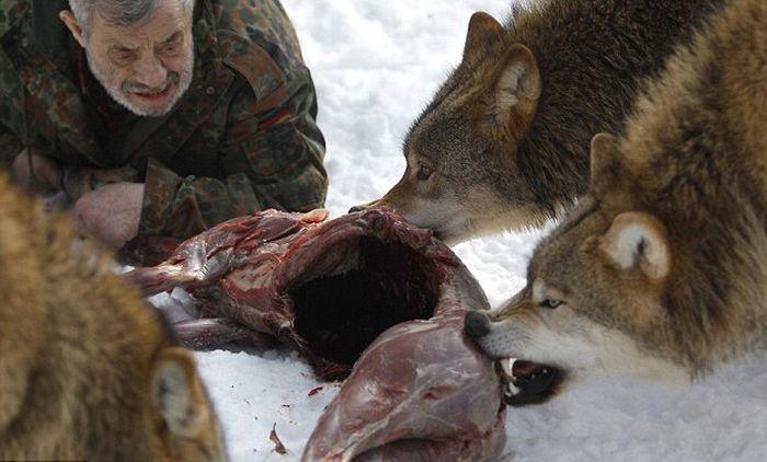 Dining with Wolves (15 pics)