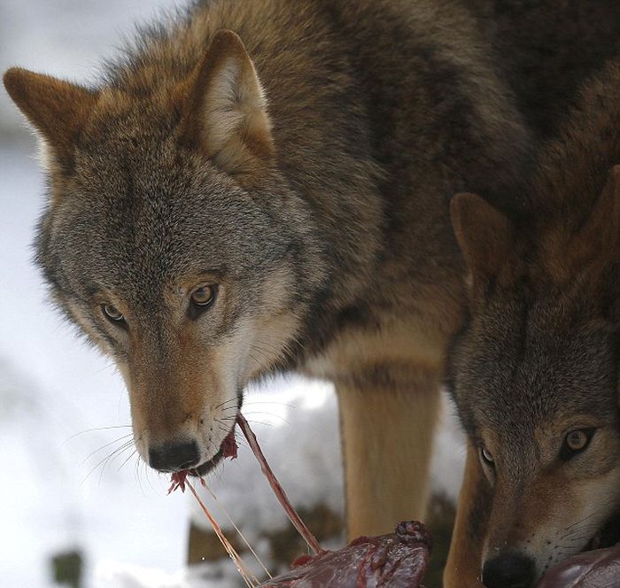 Dining with Wolves (15 pics)