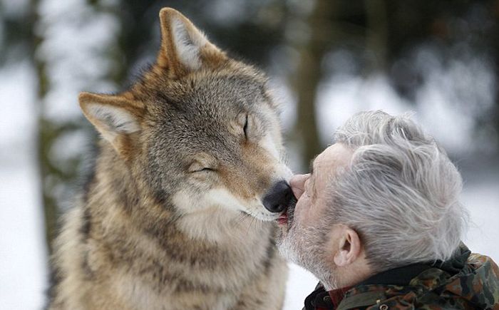 Dining with Wolves (15 pics)