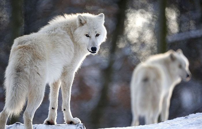 Dining with Wolves (15 pics)