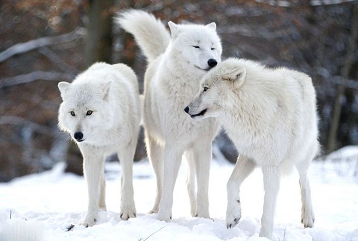 Dining with Wolves (15 pics)